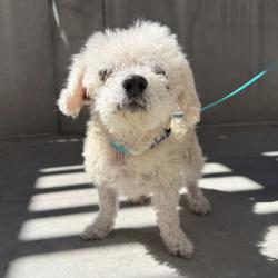 Shelter Stray Male Dog last seen , 361 S Raymond Ave, Pasadena, CA 91105, USA