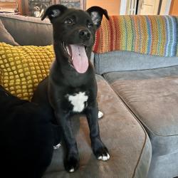 Shelter Stray Female Dog last seen , 2350 Appling City Cove, Memphis, TN 38133, USA