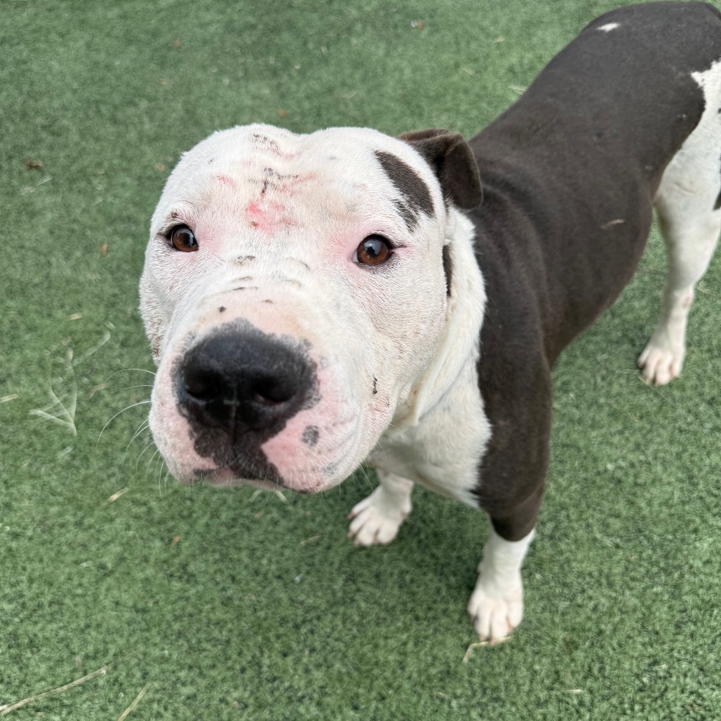 Shelter Stray Male Dog last seen , 2350 Appling City Cove, Memphis, TN 38133, USA