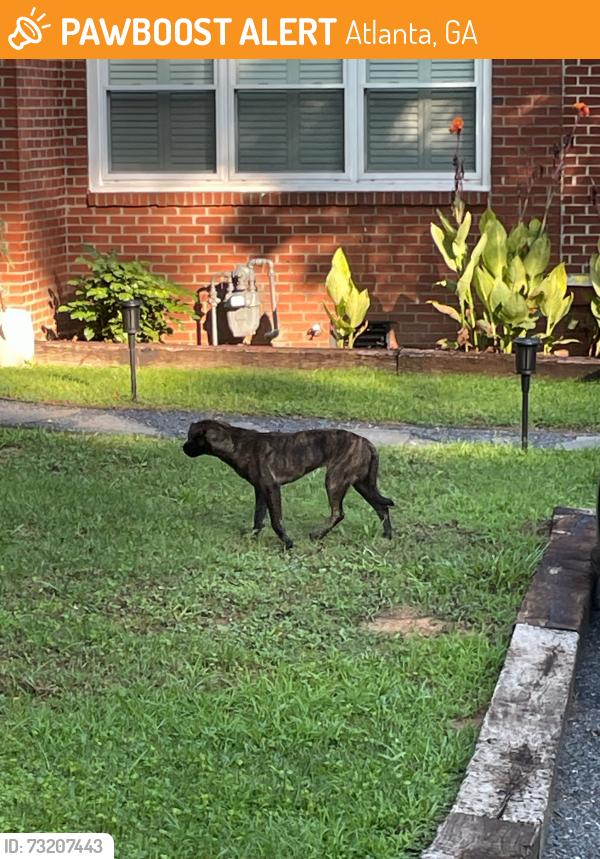 Found/Stray Unknown Dog last seen Lindbergh Drive NE, Atlanta, GA 30324
