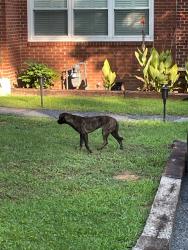 Found/Stray Unknown Dog last seen Lindbergh Drive NE, Atlanta, GA 30324