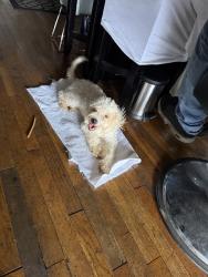 Found/Stray Female Dog last seen Sako ln, Mesquite, TX 75181