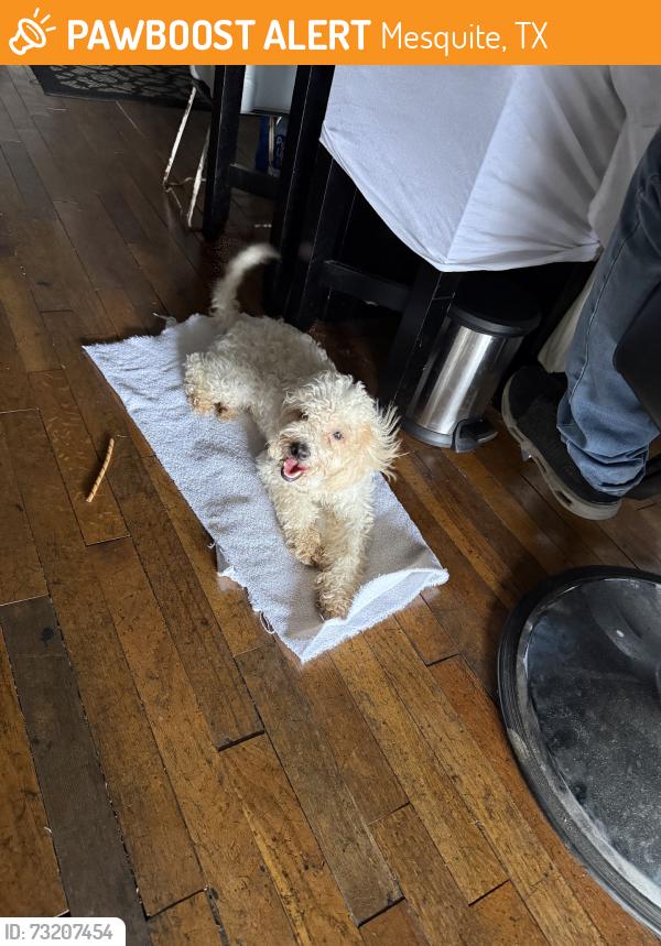 Found/Stray Female Dog last seen Sako ln, Mesquite, TX 75181
