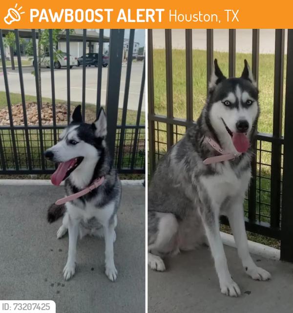 Found/Stray Female Dog last seen Bammel north Houston, Houston, TX 77066