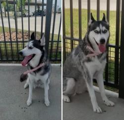 Found/Stray Female Dog last seen Bammel north Houston, Houston, TX 77066