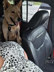 Reunited Male Dog last seen ., Buncombe County, NC 28748