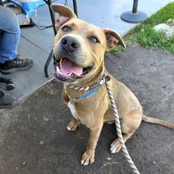 Found/Stray Male Dog last seen Near Orange Ave, Long Beach, CA 90807, Long Beach, CA 90807