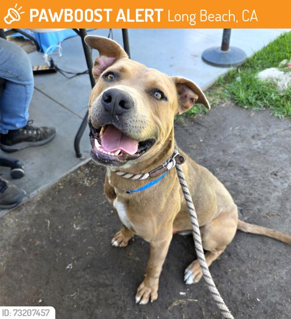 Found/Stray Male Dog last seen Near Orange Ave, Long Beach, CA 90807, Long Beach, CA 90807