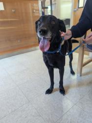 Reunited Female Dog last seen Tulare and Barrett St, El Cerrito, CA 94530