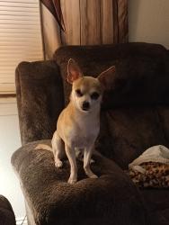 Reunited Male Dog last seen HEB, Cleburne, TX 76033
