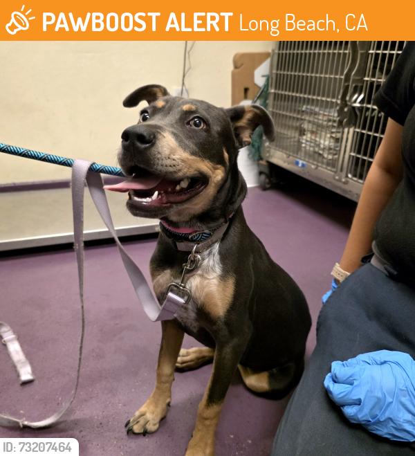 Found/Stray Female Dog last seen Near E Esther St, Long Beach, CA 90813, Long Beach, CA 90813