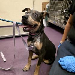 Found/Stray Female Dog last seen Near E Esther St, Long Beach, CA 90813, Long Beach, CA 90813