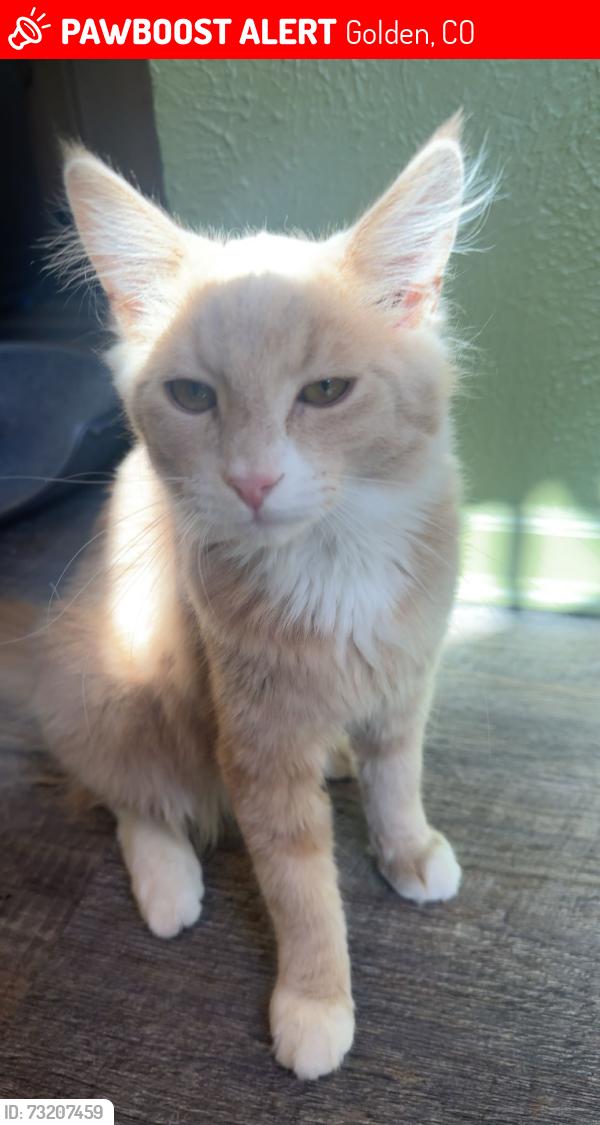 Lost Male Cat last seen juniper st, Golden, CO 80401