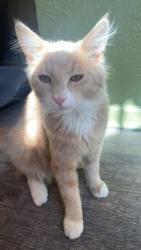 Lost Male Cat last seen juniper st, Golden, CO 80401
