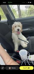 Lost Female Dog last seen Council lane, Catoosa County, GA 30736