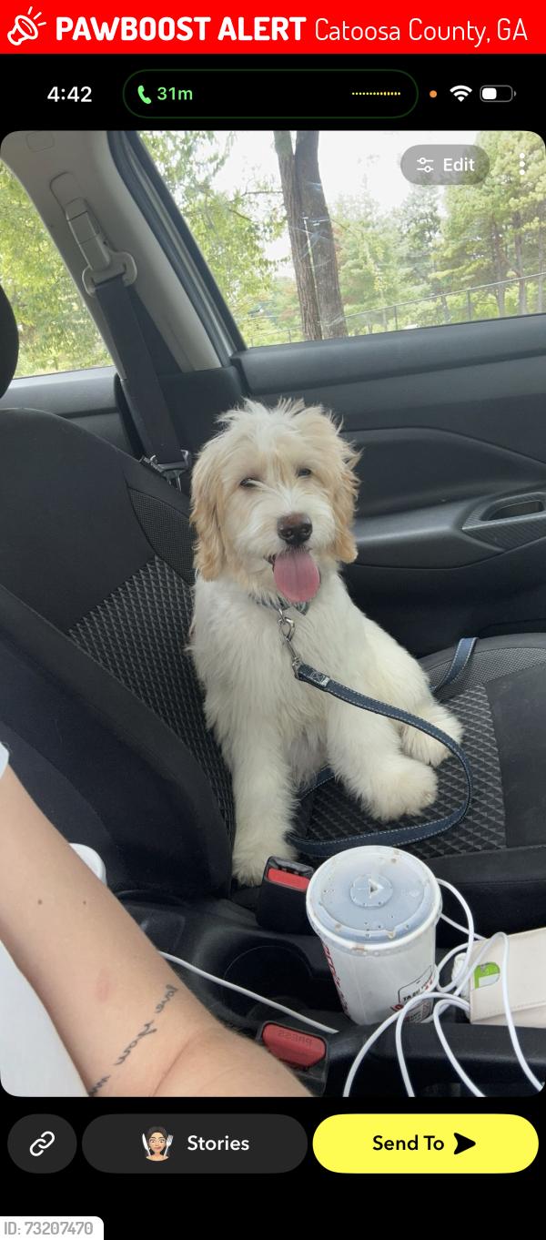 Lost Female Dog last seen Council lane, Catoosa County, GA 30736