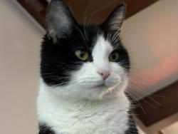 Lost Female Cat last seen Irongate lane, Whitehall, OH 43213