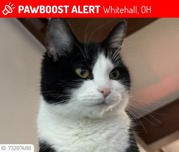 Lost Female Cat last seen Irongate lane, Whitehall, OH 43213
