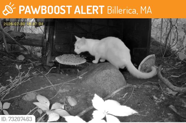 Found/Stray Unknown Cat last seen Plaza Place cndmnium, Billerica, MA 01821