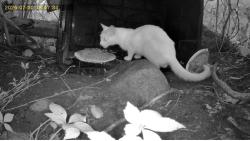 Found/Stray Unknown Cat last seen Plaza Place cndmnium, Billerica, MA 01821