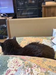 Lost Male Cat last seen McGowan, Marion, IA 52302