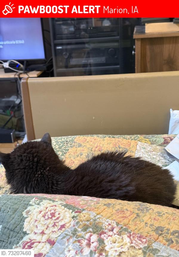 Lost Male Cat last seen McGowan, Marion, IA 52302