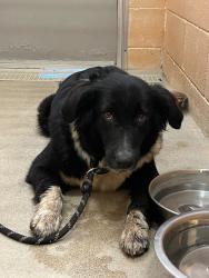 Shelter Stray Female Dog last seen Bexar County, 3353 Morningside Dr, New Braunfels, TX 78132, USA