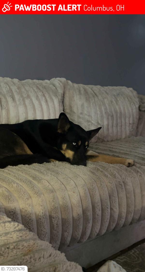 Lost Female Dog last seen Easthaven and James rd, Columbus, OH 43232