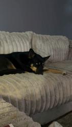 Lost Female Dog last seen Easthaven and James rd, Columbus, OH 43232