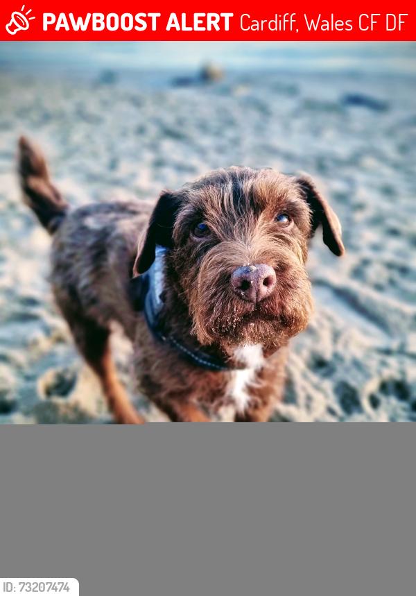 Lost Female Dog last seen Sandringham Road Penylan, Cardiff, Wales CF23 5DF