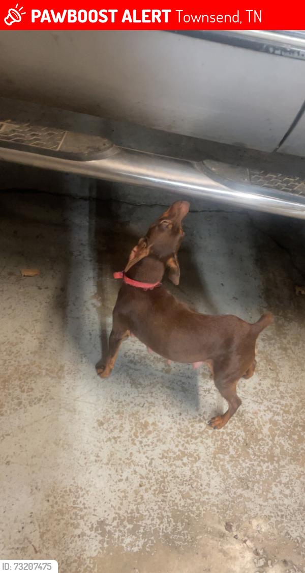 Lost Female Dog last seen Parkway, Townsend, TN 37882