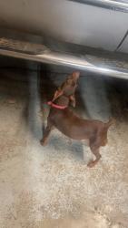Lost Female Dog last seen Parkway, Townsend, TN 37882