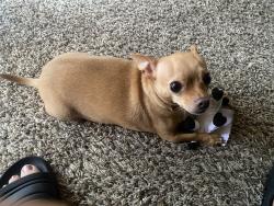 Reunited Female Dog last seen Quail ridge apmts, Fort Worth, TX 76103