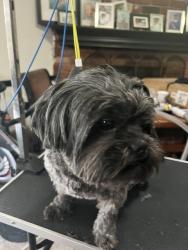 Reunited Female Dog last seen Grand and Jurupa, Riverside, CA 92504