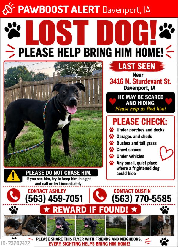 Lost Male Dog last seen Northwest park, Davenport, IA 52806