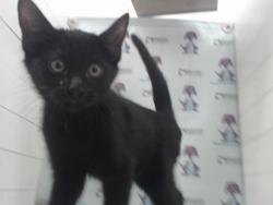 Shelter Stray Male Cat last seen , 2769 Conroy Rd, Orlando, FL 32839, USA