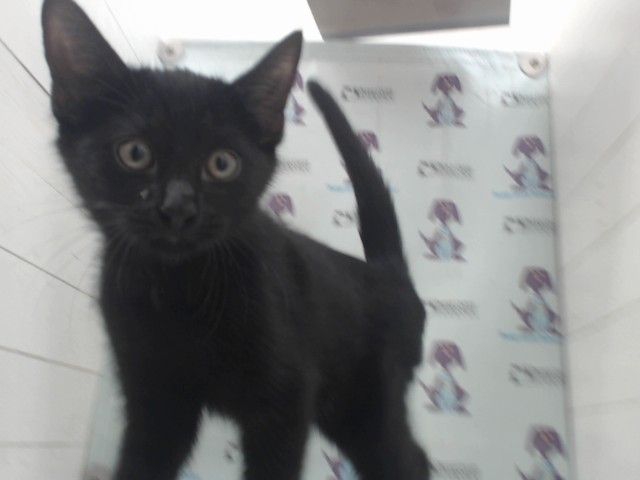 Shelter Stray Male Cat last seen , 2769 Conroy Rd, Orlando, FL 32839, USA