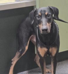 Shelter Stray Male Dog last seen , 3201 Lacy St, Los Angeles, CA 90031, USA