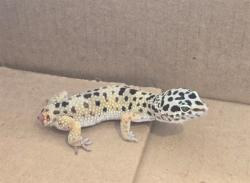 Shelter Stray Unknown Other last seen WARNER AVE/PASEO WESTPARK, 92606, 6443 Oak Canyon, Irvine, CA 92618, USA
