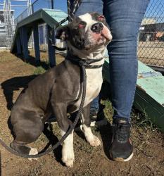 Shelter Stray Female Dog last seen Near BLOCK MC NEW CT, BAKERSFIELD CA 93307, 3951 Fruitvale Ave, Bakersfield, CA 93308, USA