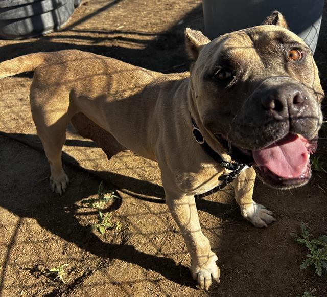 Shelter Stray Female Dog last seen Near BLOCK ANDROMEDA LN, BAKERSFIELD CA 93306, 3951 Fruitvale Ave, Bakersfield, CA 93308, USA