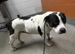Shelter Stray Female Dog last seen Near BLOCK BOBO SECTION RD, 4950 SW Triana Blvd, Huntsville, AL 35805, USA