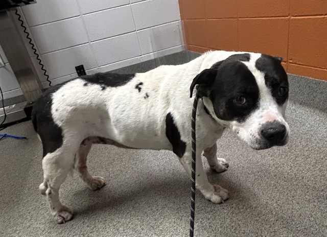 Shelter Stray Female Dog last seen Near BLOCK BOBO SECTION RD, 4950 SW Triana Blvd, Huntsville, AL 35805, USA