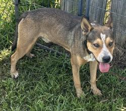 Shelter Stray Male Dog last seen Near BLOCK CALLA LILY DR, 4950 SW Triana Blvd, Huntsville, AL 35805, USA