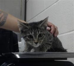 Shelter Stray Female Cat last seen Near ELM ST, FAYETTEVILLE NC 28306, 4704 Corporation Dr, Fayetteville, NC 28306, USA
