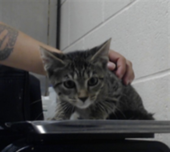 Shelter Stray Female Cat last seen Near ELM ST, FAYETTEVILLE NC 28306, 4704 Corporation Dr, Fayetteville, NC 28306, USA