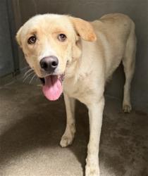 Shelter Stray Male Dog last seen Near BLOCK ETIWANDA AVE, 333 Chandler Pl, San Bernardino, CA 92408, USA