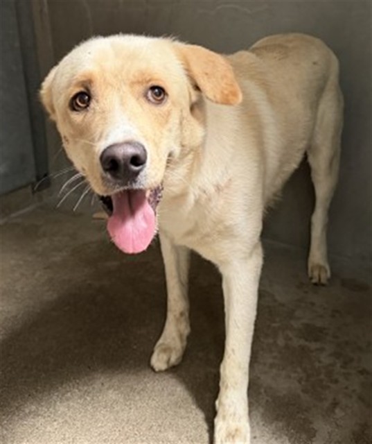 Shelter Stray Male Dog last seen Near BLOCK ETIWANDA AVE, 333 Chandler Pl, San Bernardino, CA 92408, USA
