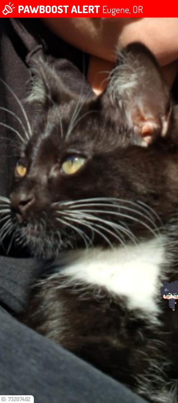 Lost Female Cat last seen Birch lane apmts near the birch lane golf course, Eugene, OR 97404