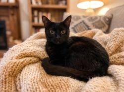 Shelter Stray Female Cat last seen , 957 N Gaffey St, San Pedro, CA 90731, USA